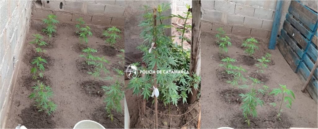 Policías secuestraron plantines de marihuana en Capayán