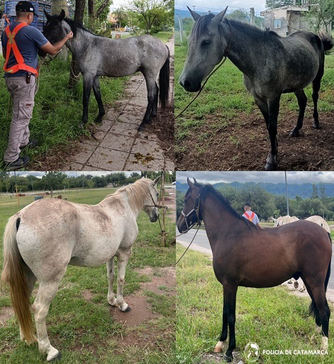 SECUESTRO DE ANIMALES