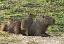 Justicia detiene el traslado de carpinchos en Nordelta y frena nuevas reubicaciones