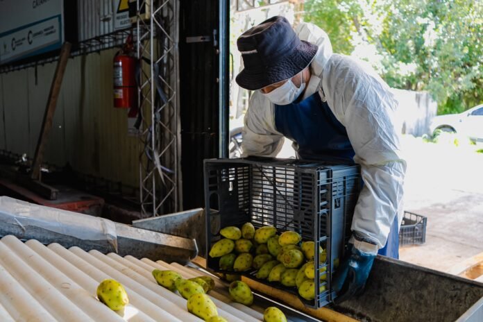 Catamarca avanza hacia su primera exportación de tuna con destino a Europa (3)