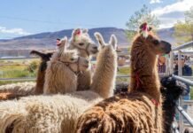 Exitosa edición de la Feria de la Puna en Antofagasta de la Sierra