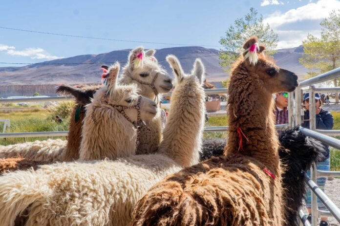Exitosa edición de la Feria de la Puna en Antofagasta de la Sierra 2