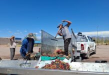 El Gobierno abonó el subsidio a productores de uva que entregaron fruta en Tinogasta