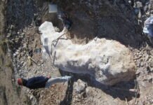 Hallazgo en la Patagonia: descubren al Bicharracosaurus, una nueva especie de dinosaurio