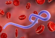 Alerta por ébola en Argentina: detectan embarcaciones provenientes de zonas de riesgo