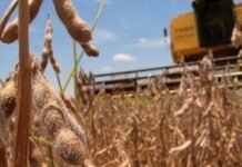 Argentina afianza su lugar entre los principales exportadores agroindustriales del mundo