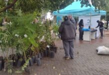 Día Mundial del Ambiente: la Secretaría de Ambiente entregó árboles y promovió el uso de especies nativas en la Plaza 25 de Mayo