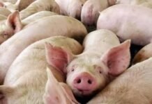 Alerta sanitaria por triquinosis: refuerzan controles tras detectarse casos en varias provincias