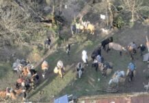 Golpe al abigeato en Paclín: secuestran 70 animales y detienen a cinco personas tras un operativo en zona de difícil acceso