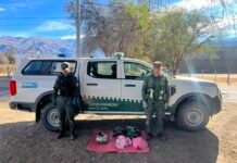 Gendarmería secuestró más de 17 kilos de marihuana durante controles a colectivos