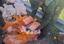 Hallaron casi 50 kilos de marihuana y más de 4 kilos de cocaína ocultos en peluches de capibara