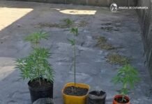 Fray Mamerto Esquiú: secuestraron 26 plantines de marihuana que eran cultivados en un domicilio