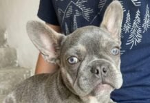 Recuperaron una bulldog francés durante un procedimiento en el barrio Eva Perón