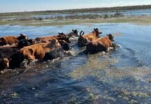 Crecida histórica del Río Paraná: evacúan hasta 230.000 cabezas de ganado